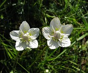 Parnassia palustris