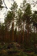 Pinus sylvestris