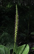 Plantago major subsp. major