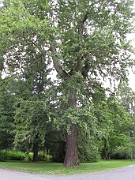 Populus laurifolia