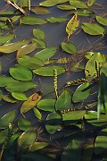 Potamogeton natans