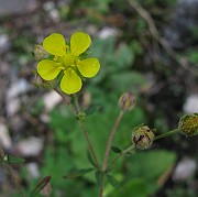 Potentilla argentea