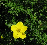 Potentilla fruticosa