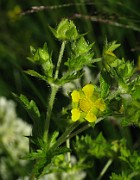 Potentilla intermedia
