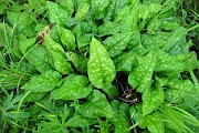 Pulmonaria officinalis