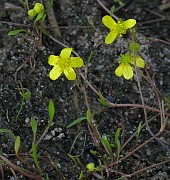 Ranunculus reptans