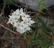 Rhododendron tomentosum