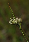 Rhynchospora alba