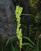 Rumex longifolius