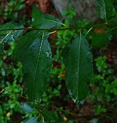 Salix caprea
