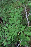 Salix phylicifolia