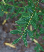 Salix repens var. rosmarinifolia
