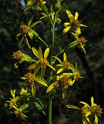 Solidago virgaurea