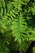 Sorbaria sorbifolia