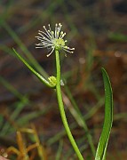 Sparganium natans ok