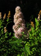 Spiraea latifolia