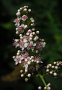 Spiraea x rubella