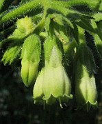 Symphytum tuberosum