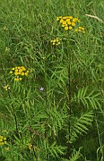 Tanacetum vulgare