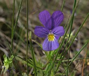Viola tricolor subsp. curtisii