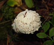 IMG_2185