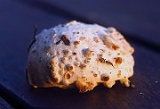 IMG_2333