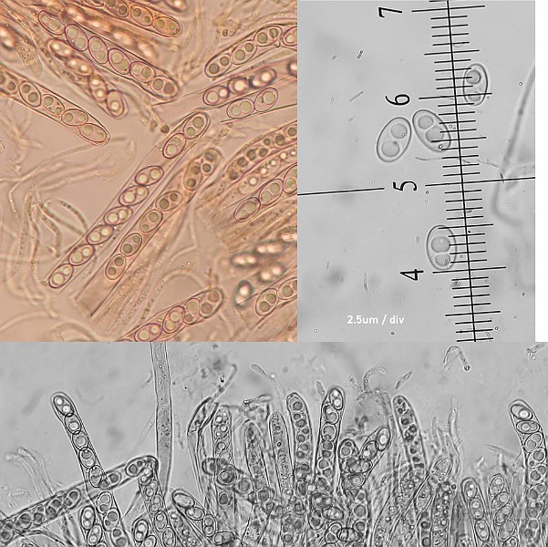 Microscopy.JPG