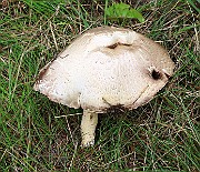 IMG_0738