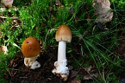 IMG_0867
