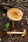 IMG_2110