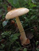 IMG_7664