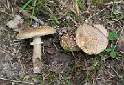 IMG_0061