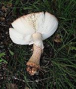 IMG_0203
