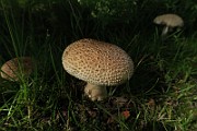 IMG_0234