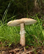 IMG_0926