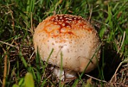 IMG_5855