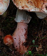IMG_6031
