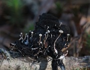 IMG_7550