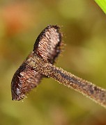 IMG_0099