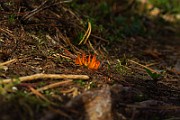 IMG_0616