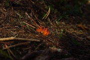 IMG_0617
