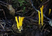 IMG_7811