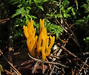 IMG_7817