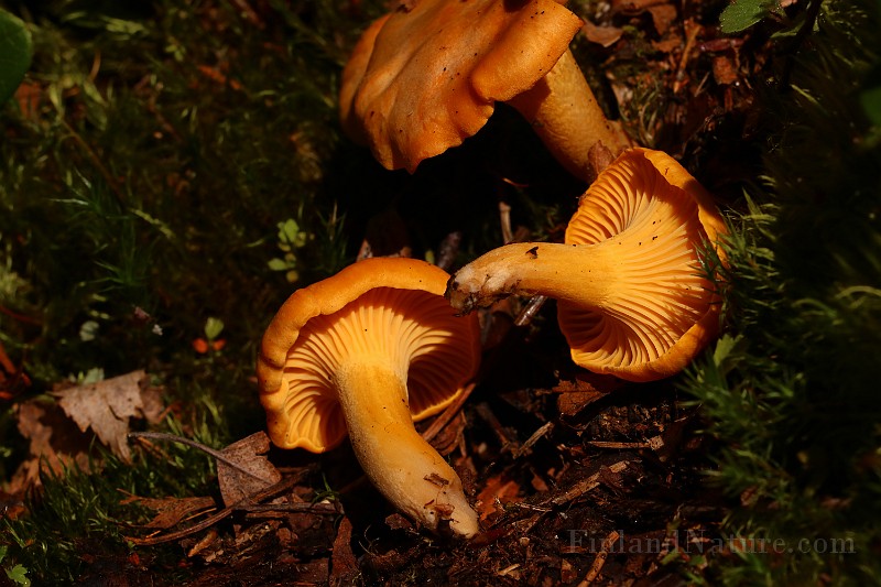 IMG_0291 - Copy.JPG