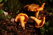 IMG_0289