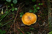 IMG_0556