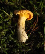 IMG_2016