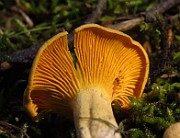 IMG_2017