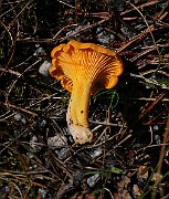 IMG_5849