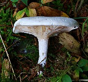 IMG_2262